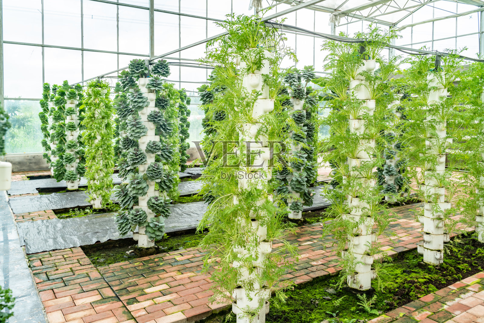 室内蔬菜种植照片摄影图片