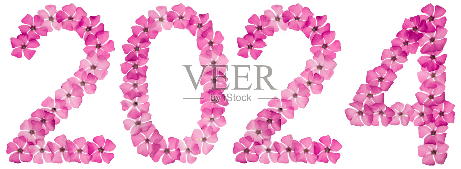 碑文2024，从天然粉红色长春花，孤立在白色背景照片摄影图片