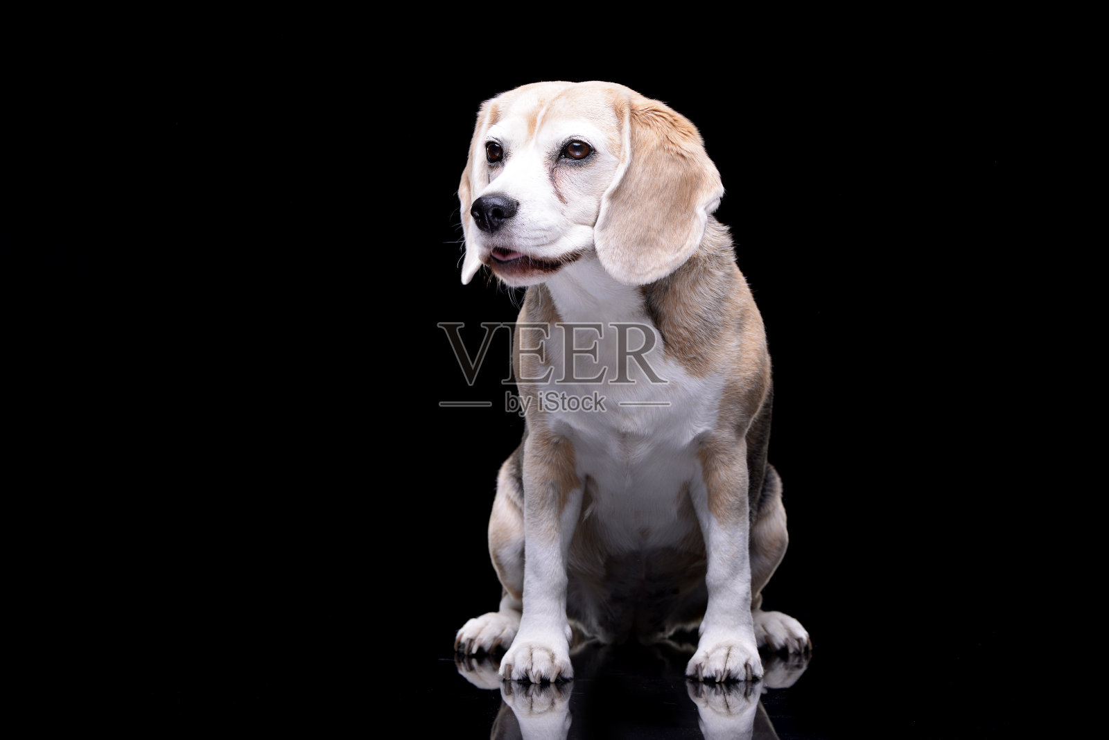 这是一只可爱的小猎犬的照片照片摄影图片