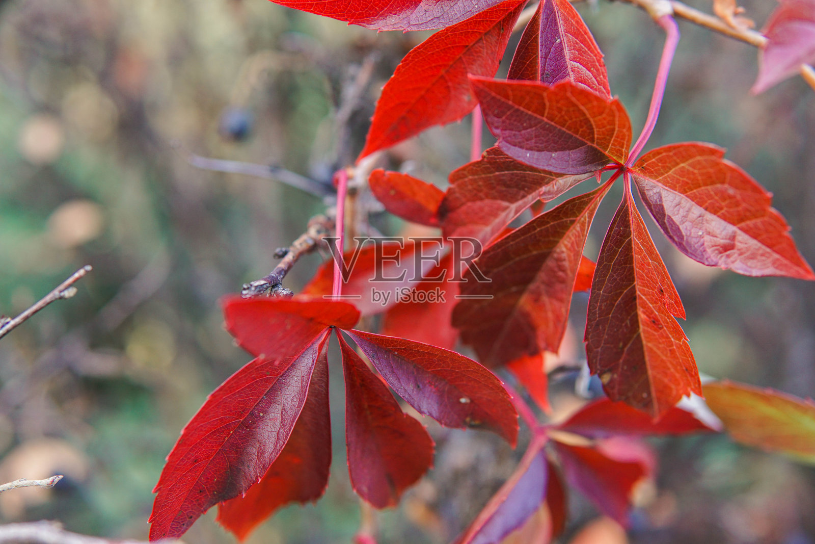 秋天树上暗红色的叶子。宏观照片。照片摄影图片