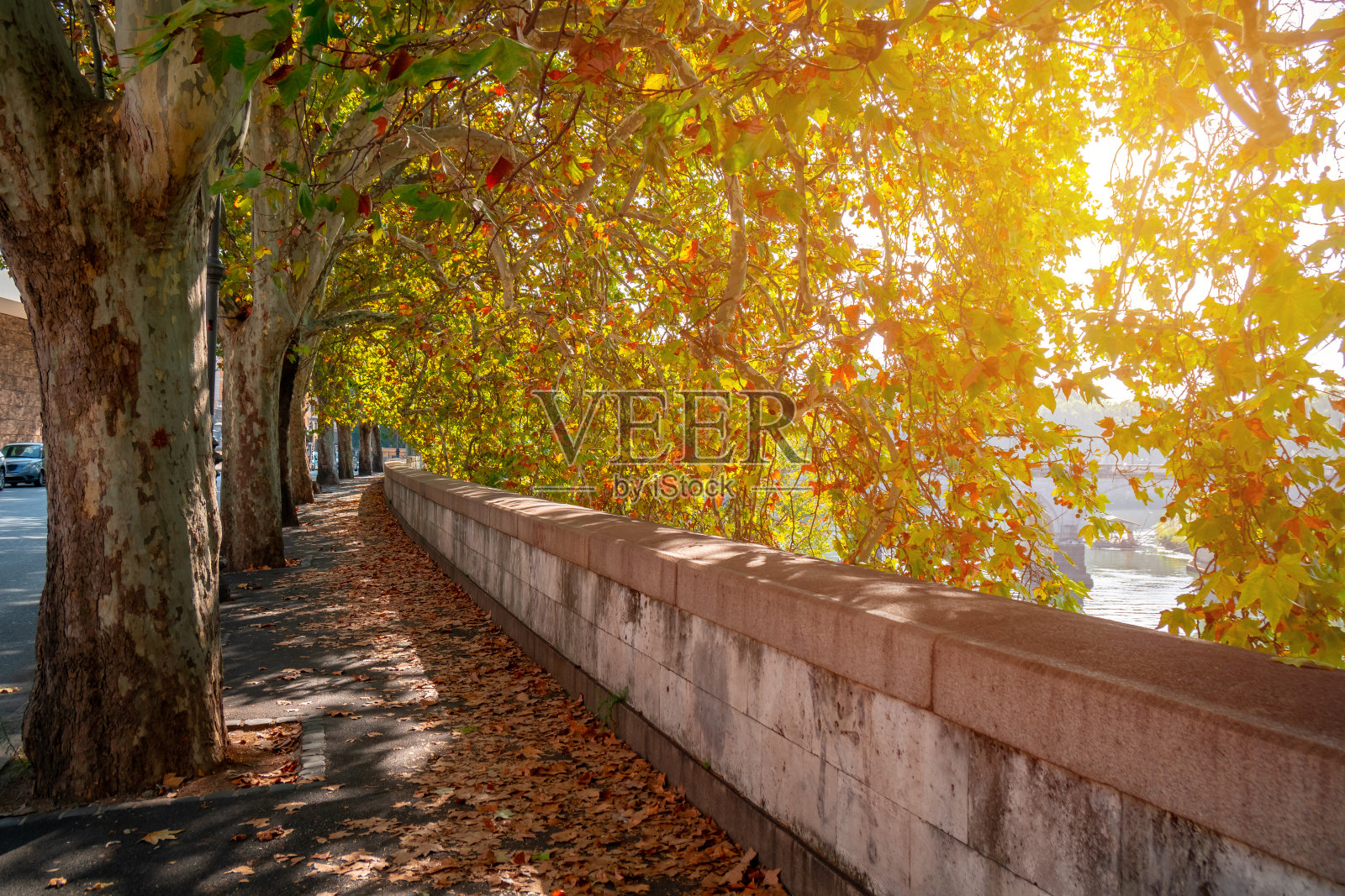 台伯河堤岸的梧桐树小巷。罗马照片摄影图片