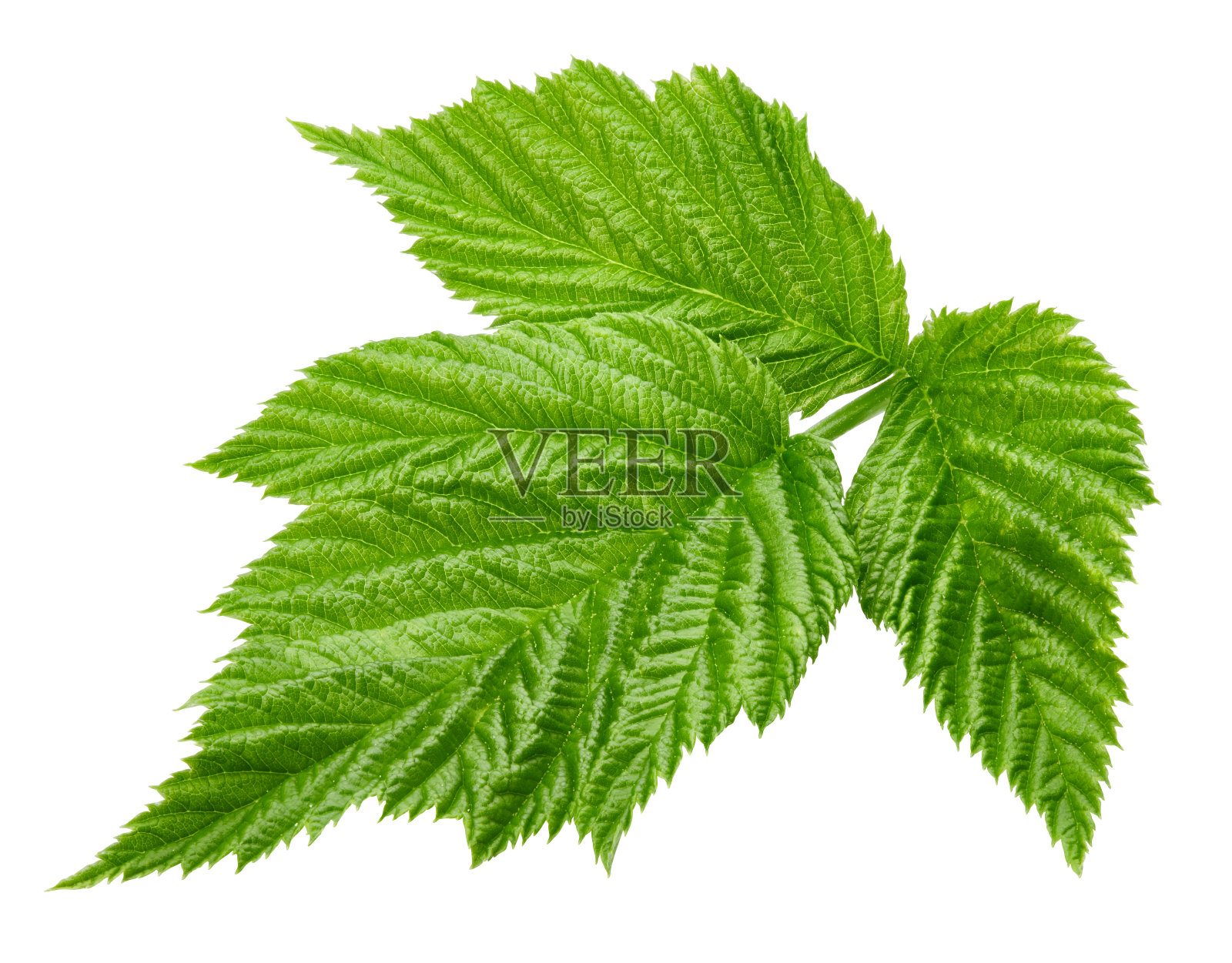 覆盆子叶孤立照片摄影图片