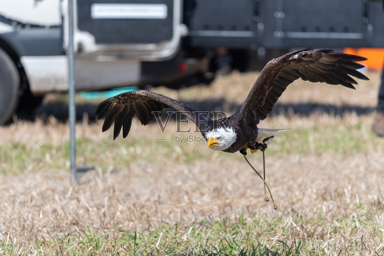 秃鹰（哈利亚图斯白化病）照片摄影图片