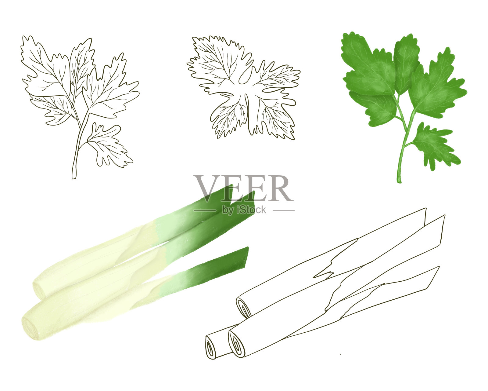 欧芹和大葱，手绘素描式插图，孤立在白色背景上插画图片素材
