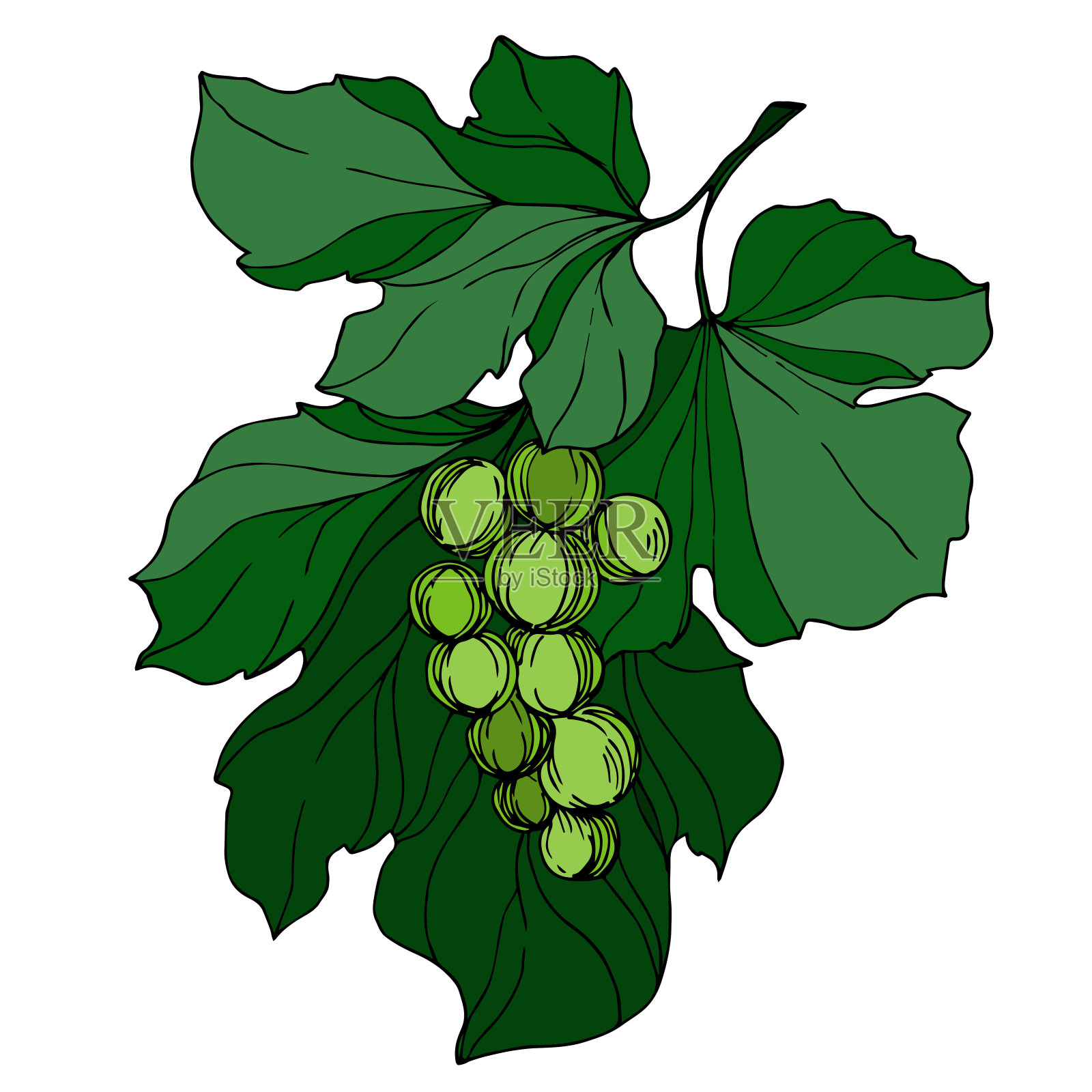 矢葡萄浆果健康食品。黑白篆刻水墨艺术。孤立葡萄插图元素。设计元素图片
