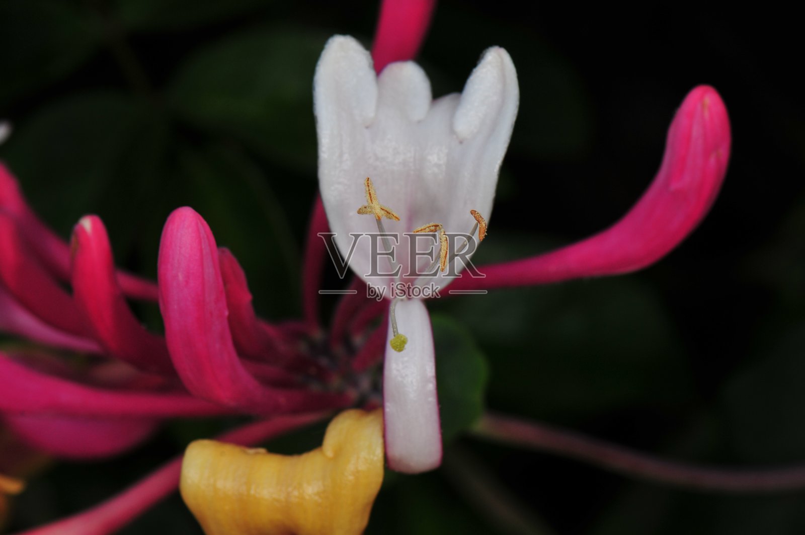 在春天的微距照片中，沿着河流的植物照片摄影图片