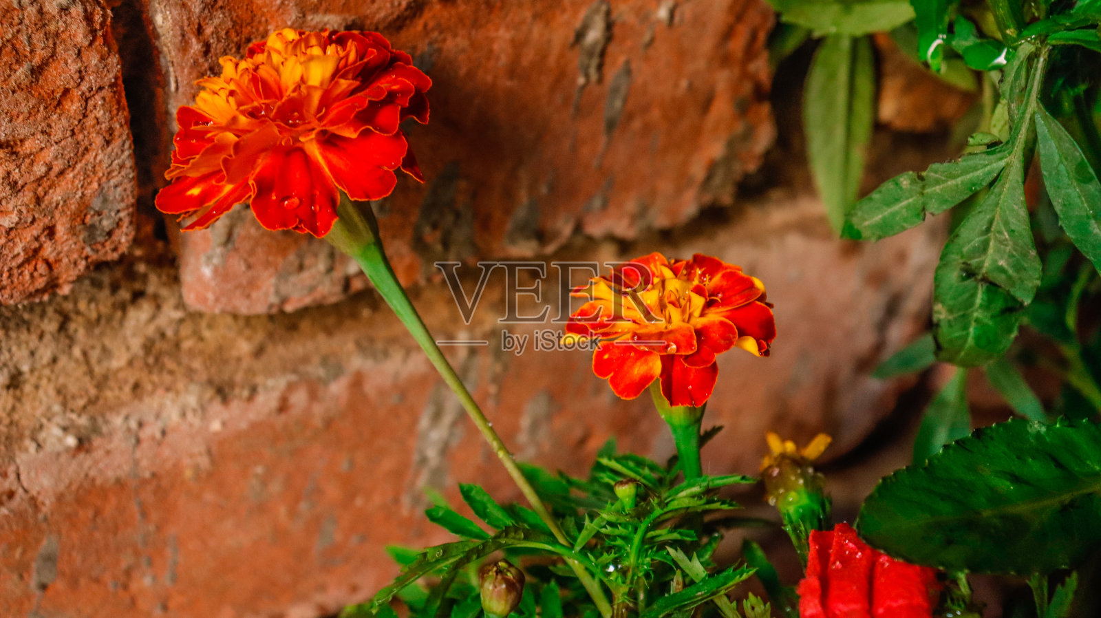 红色和橙色的金盏花照片摄影图片