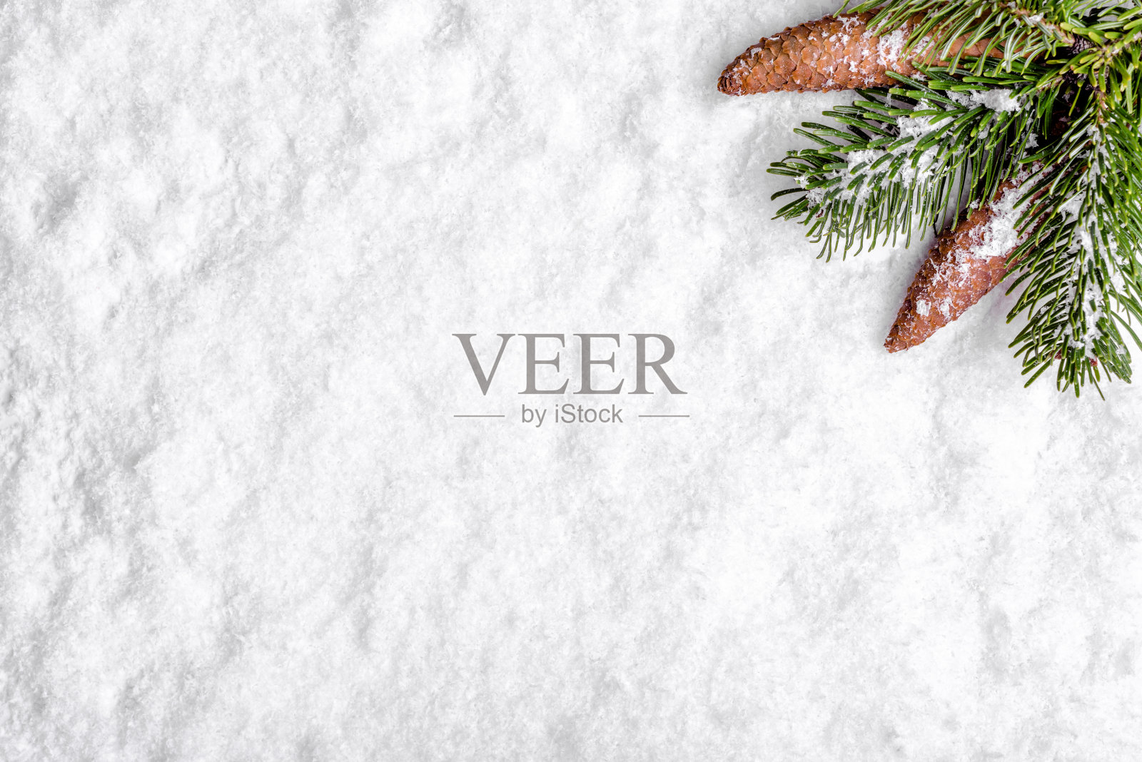 圣诞树的树枝上挂满了松果，圣诞背景洁白，平躺着，俯视图照片摄影图片