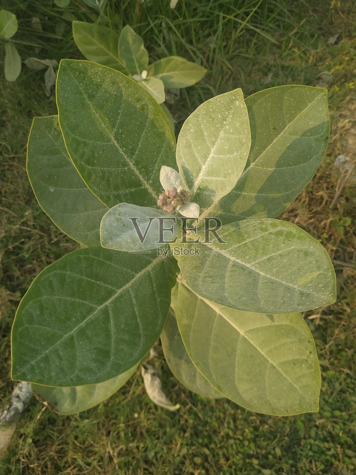 植物绿色天然百合花鲜多彩的叶照片摄影图片