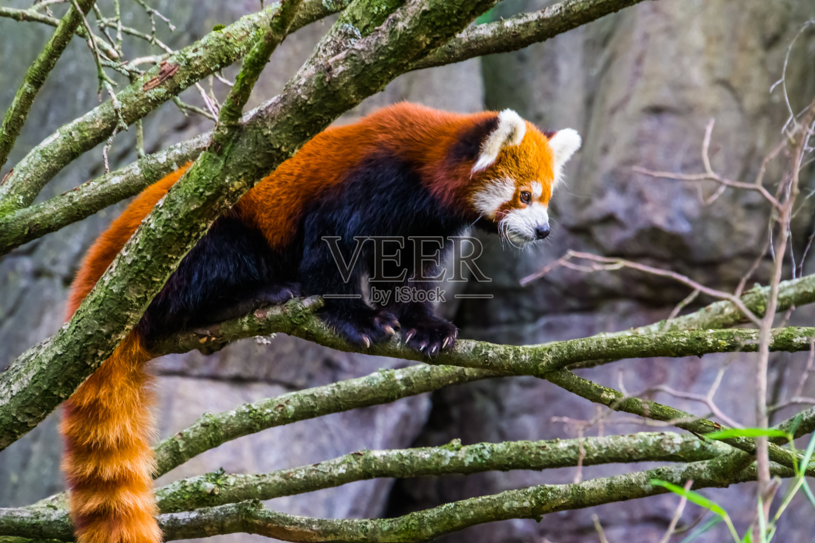 小熊猫站在树枝上，可爱的小熊猫，来自亚洲的脆弱动物物种照片摄影图片