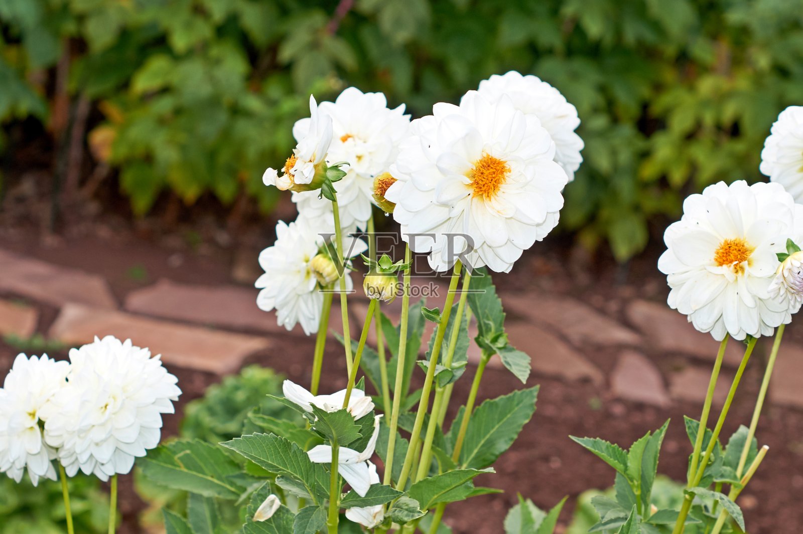 秋日花园里大丽花盛开。大丽花，特写大丽花盛开在花园里照片摄影图片