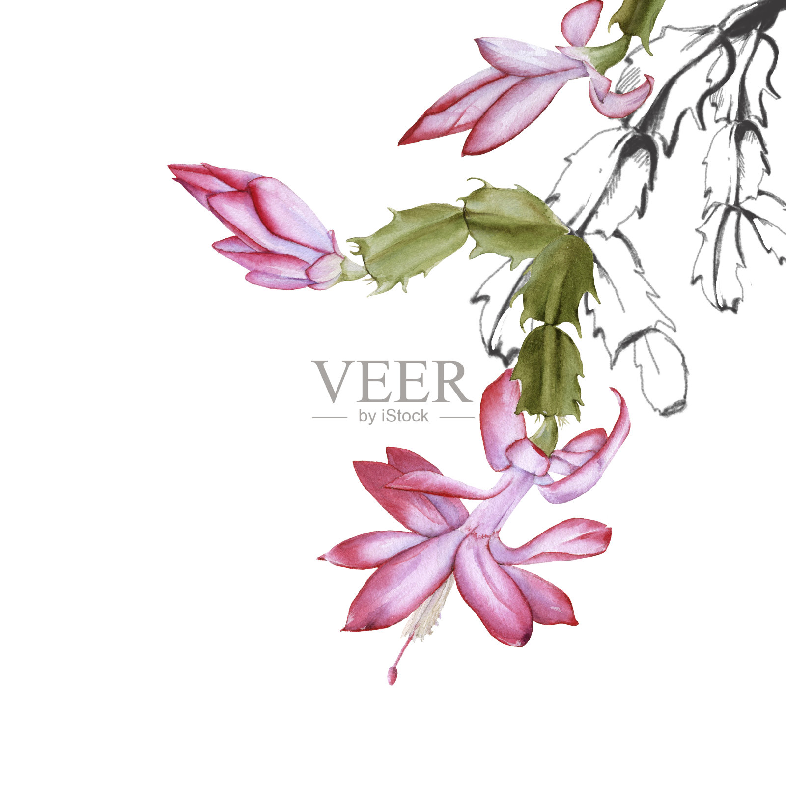 盛开的仙人掌schlumbergera。孤立在白色背景上。插画图片素材