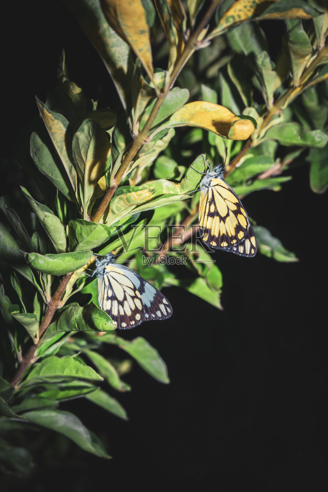 黑色和黄色，棕色脉络的白色蝴蝶(Belenois aurota)坐在休息，Ishasha，乌干达，非洲照片摄影图片