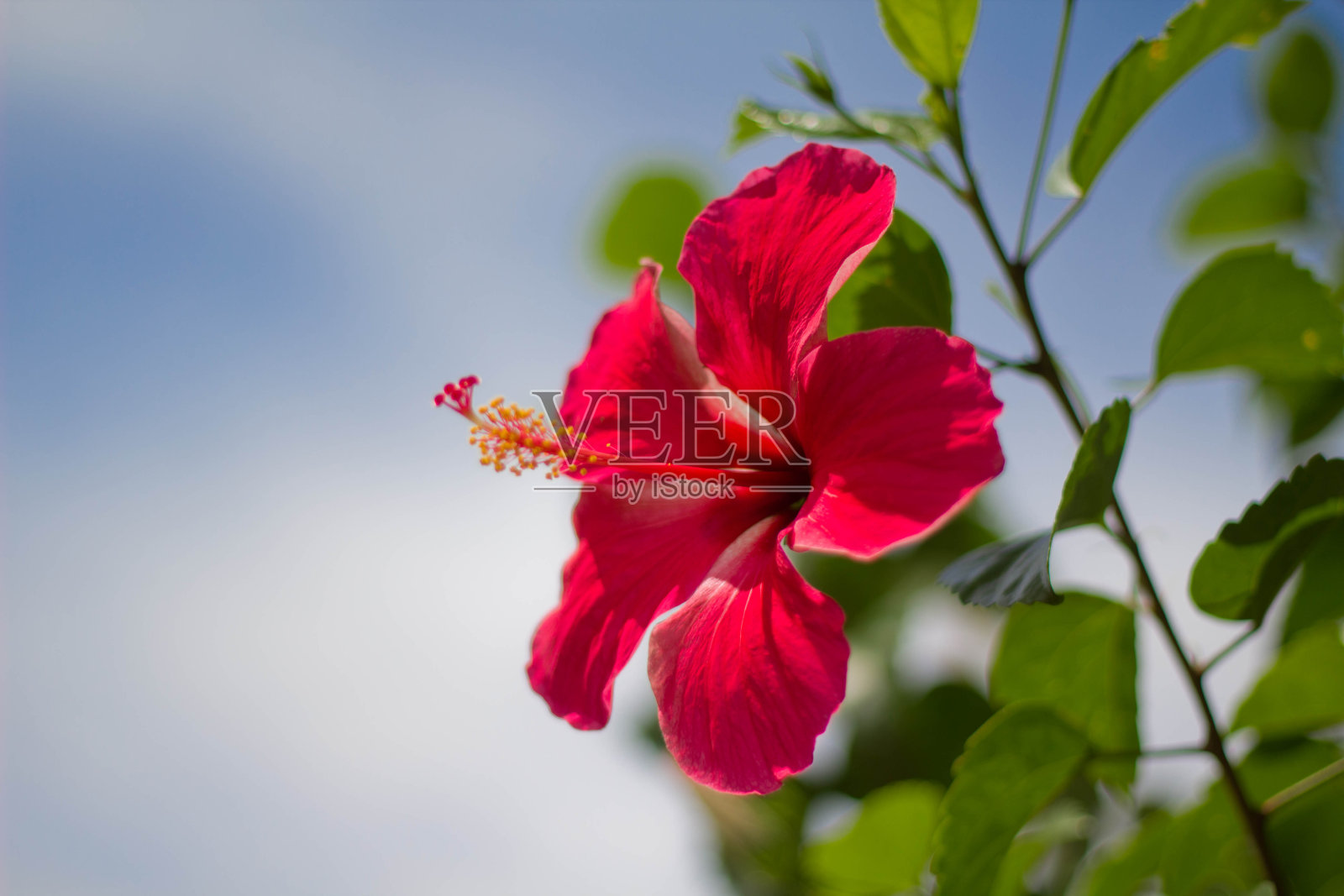 大灌木上开一朵红色的花照片摄影图片