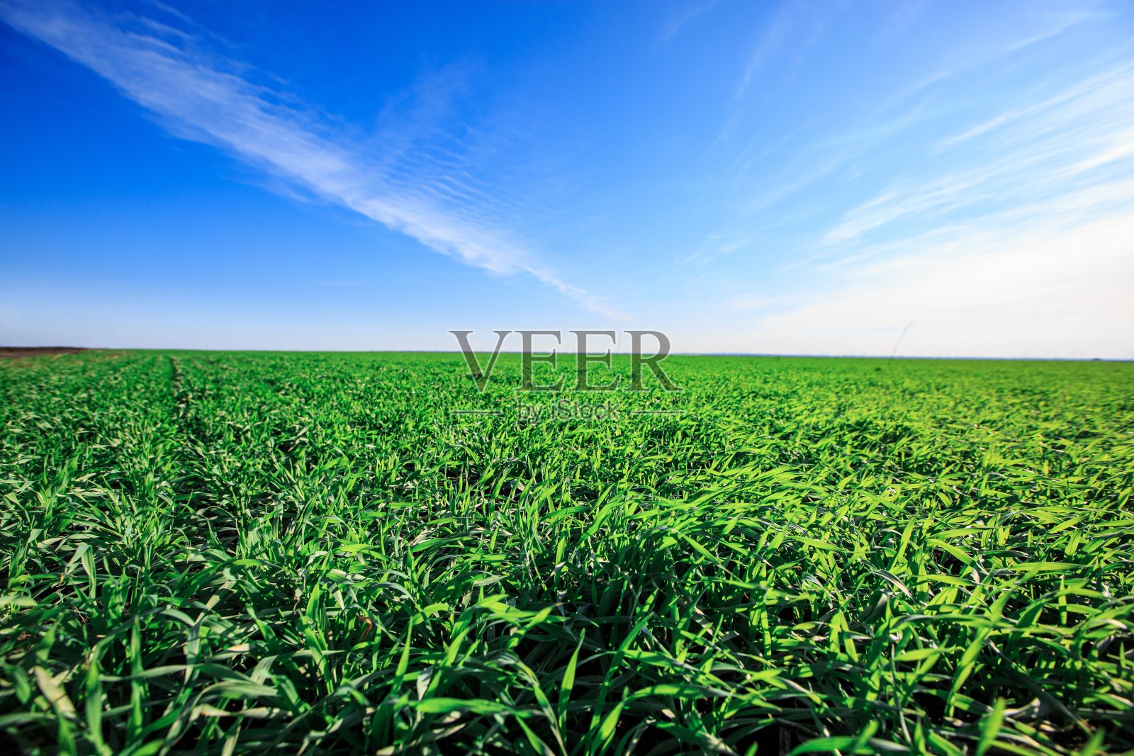 在冬天或早春之前在地里发芽的小麦照片摄影图片