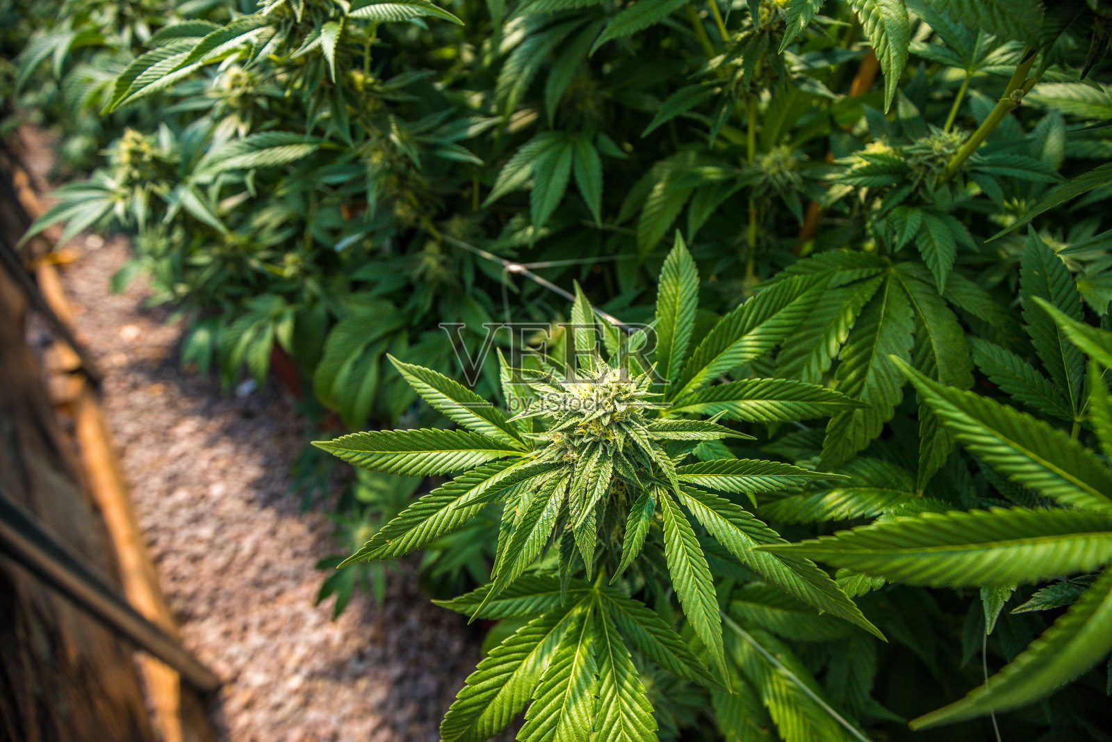 户外大麻太阳种植大麻农场照片摄影图片