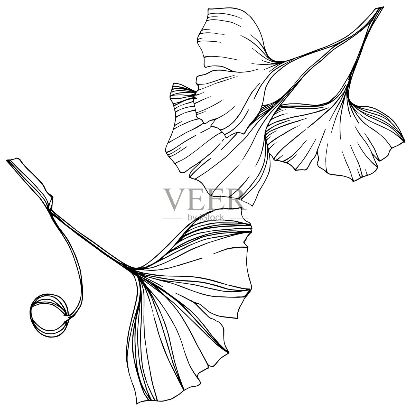 向量孤立的银杏插图元素。叶植物植物园的叶子。黑白篆刻水墨艺术。插画图片素材