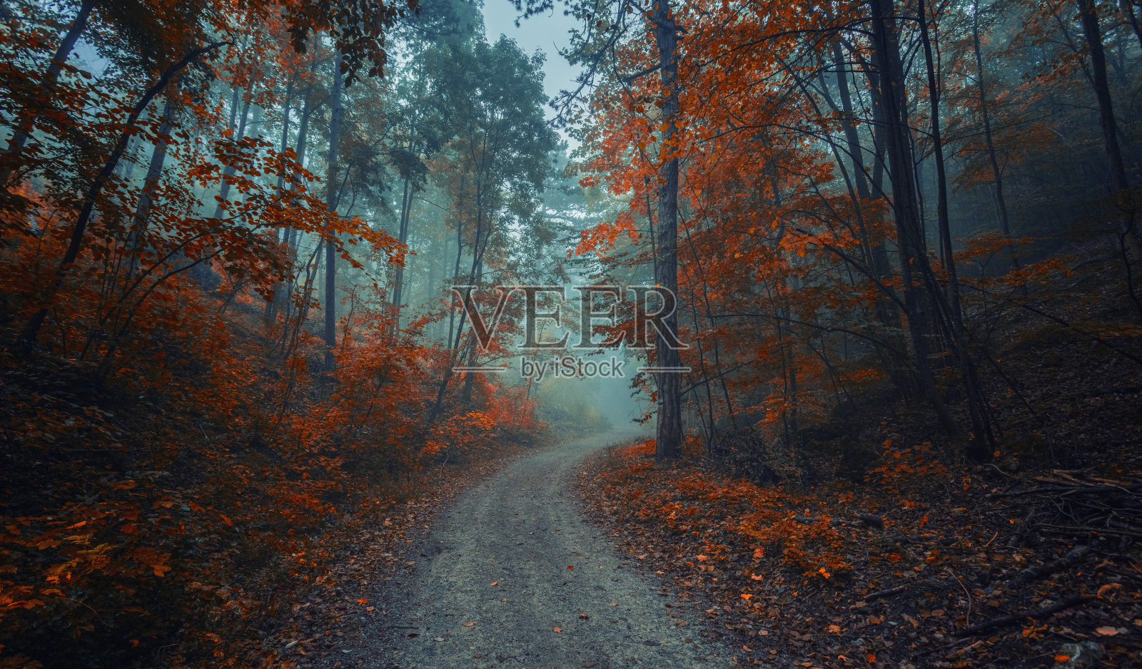 秋日林间雾蒙蒙的早晨照片摄影图片