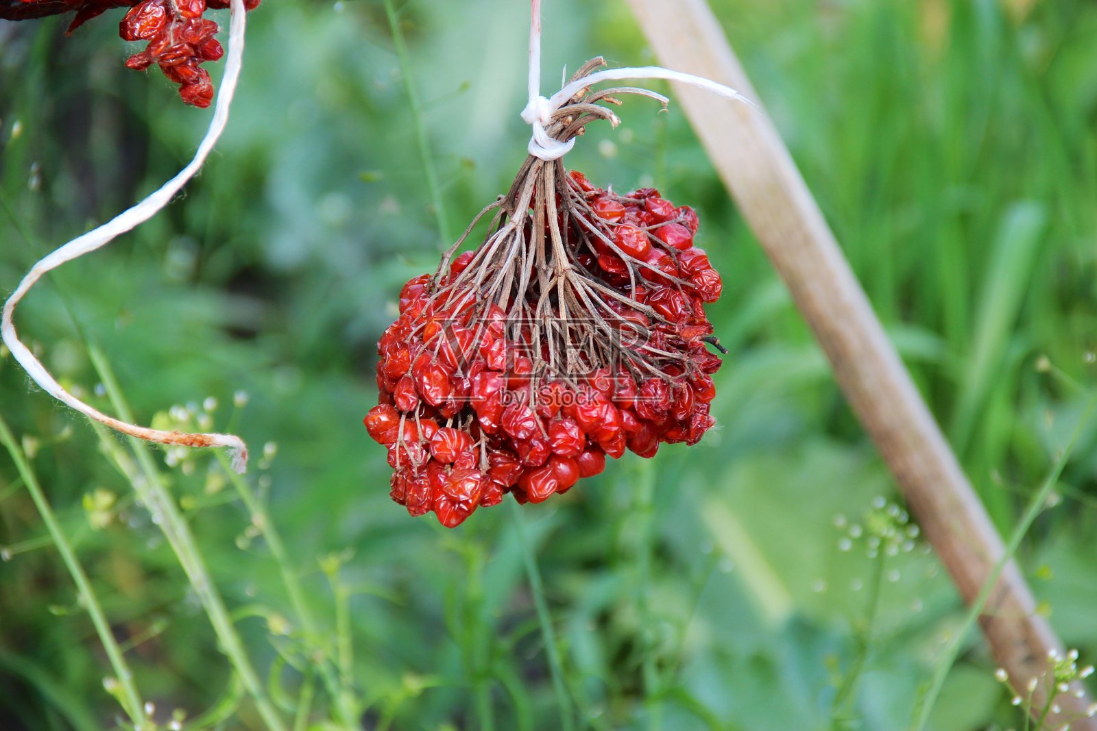 干荚莲属的植物照片摄影图片