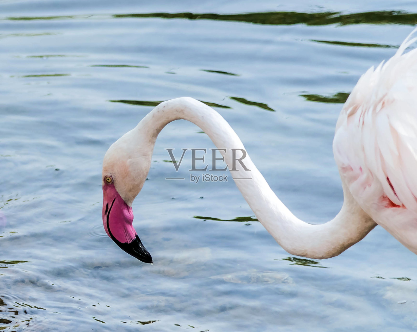 加勒比粉色火烈鸟在Ras al Khor野生动物保护区，这是阿拉伯联合酋长国迪拜的湿地保护区，照片摄影图片