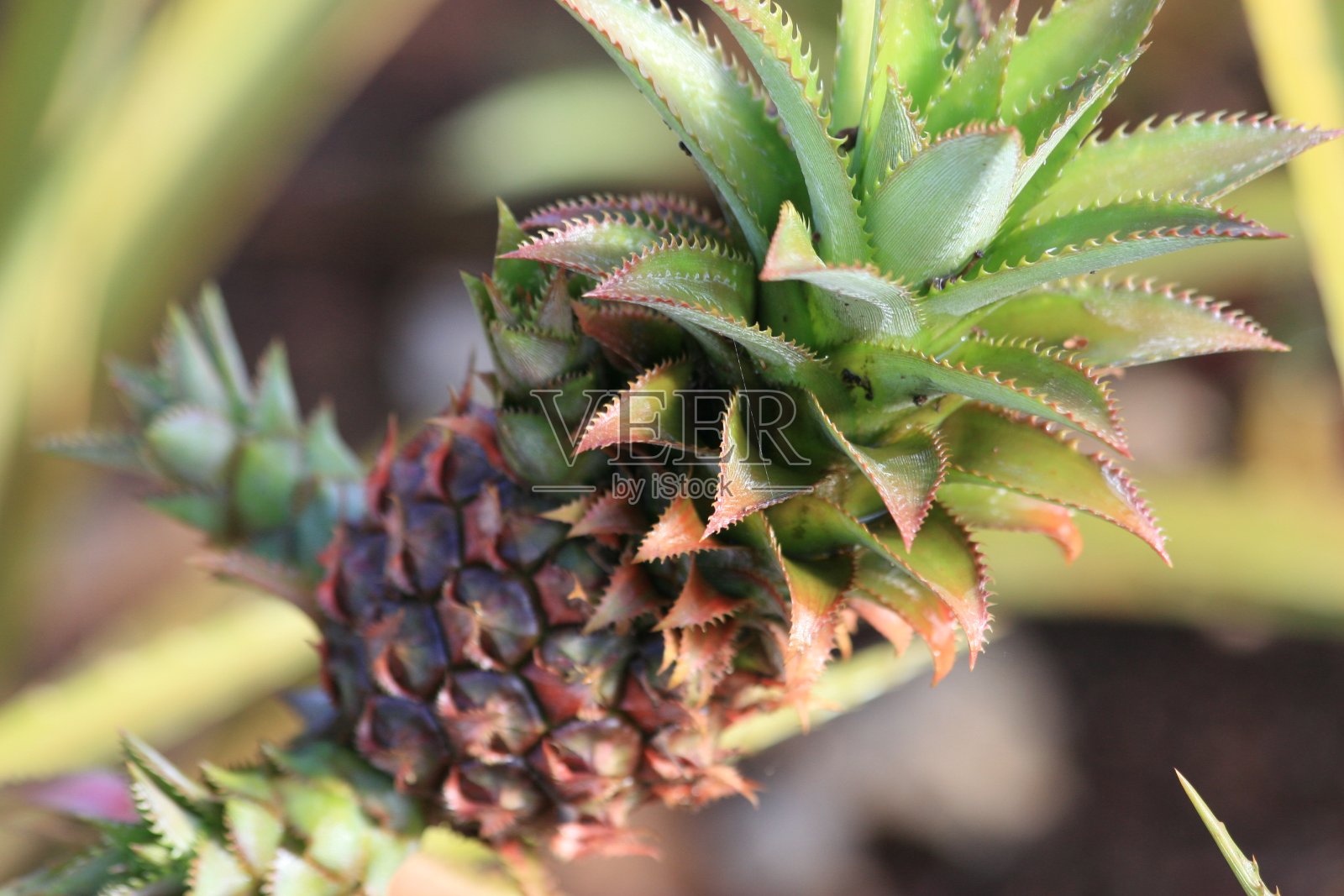 菠萝特写照片摄影图片