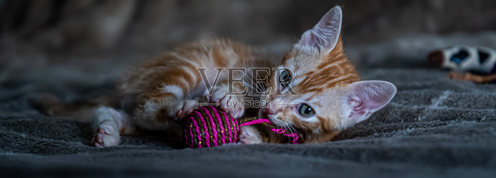 小猫躺下咬玩具照片摄影图片