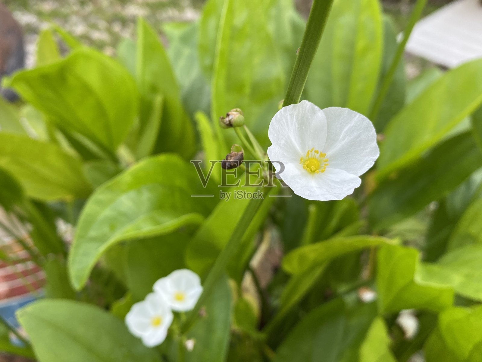 白花的特写照片摄影图片
