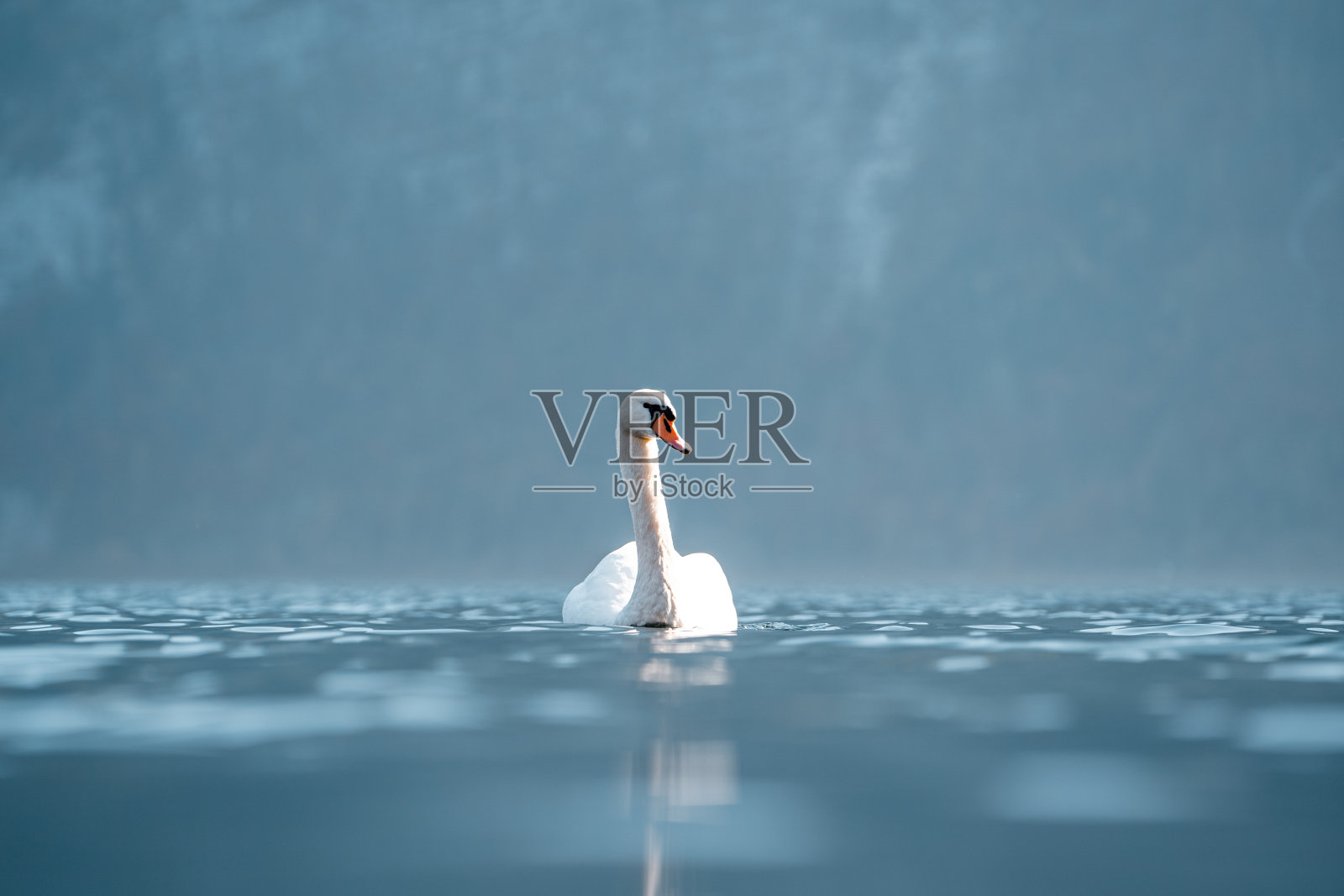 惊人的天鹅近距离图像，天鹅座近距离摄影照片摄影图片