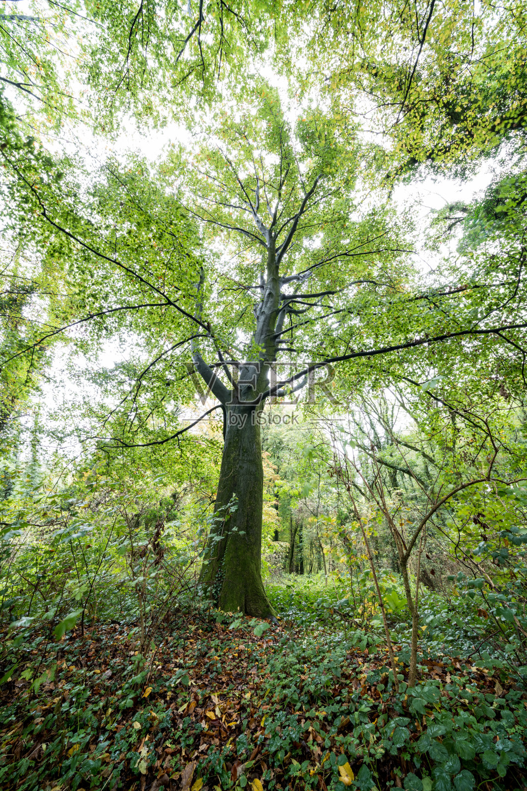 森林里的秋天照片摄影图片