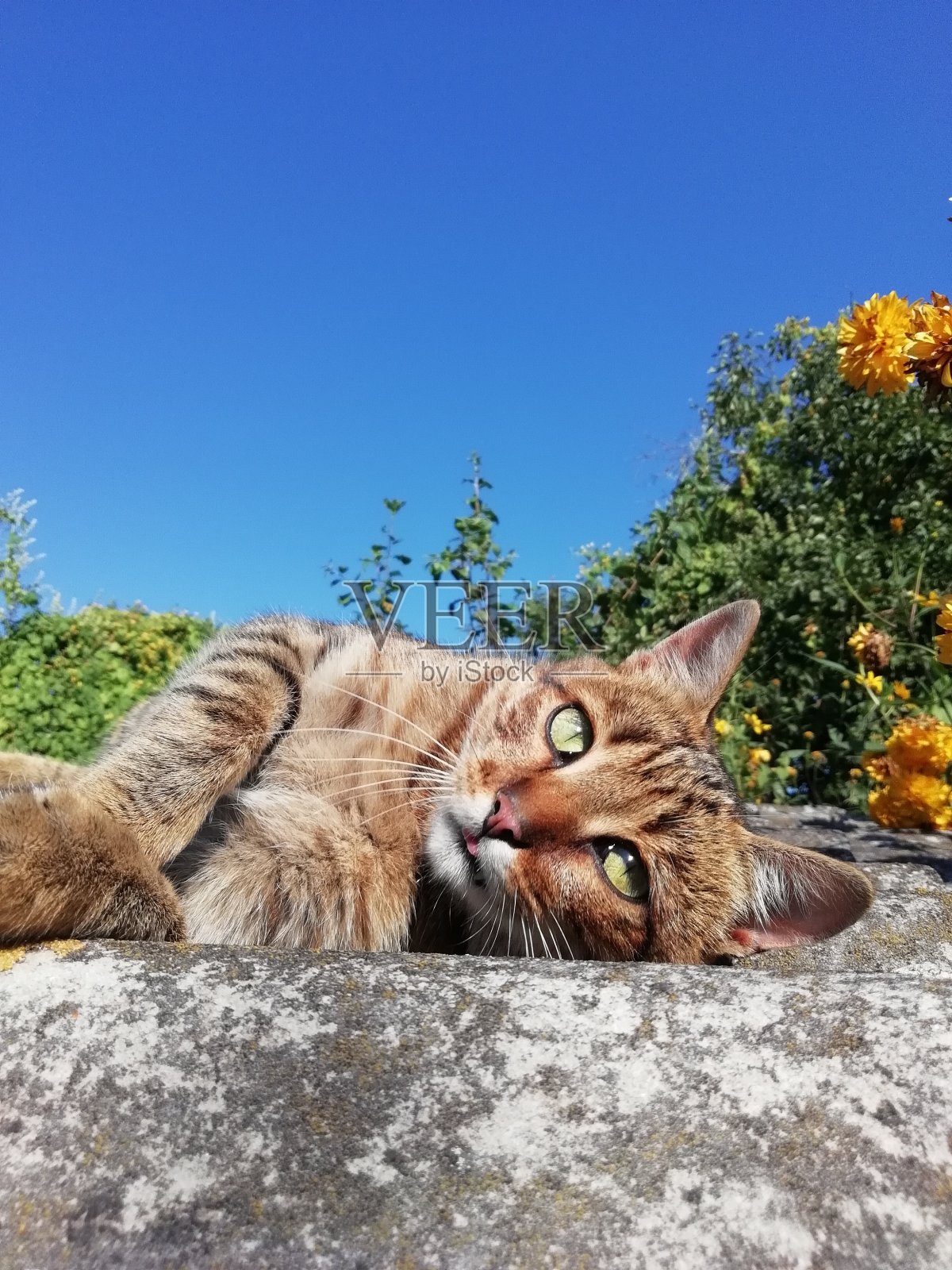 躺着的绿眼睛的猫照片摄影图片