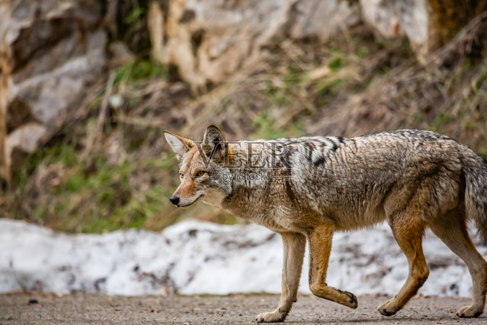 红杉国家公园的郊狼照片摄影图片