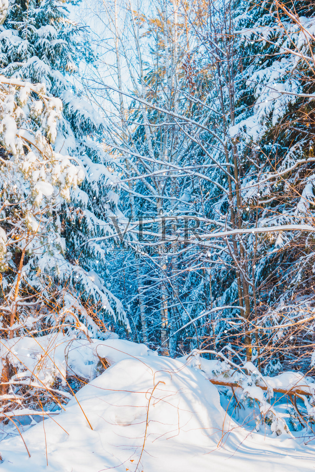 蓝色的冬天森林景观与树木，雪在一个阳光明媚的日子照片摄影图片