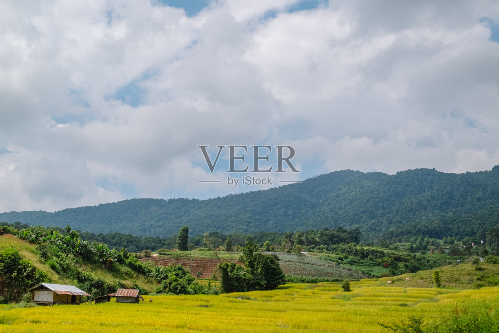 谷地梯田景观照片摄影图片