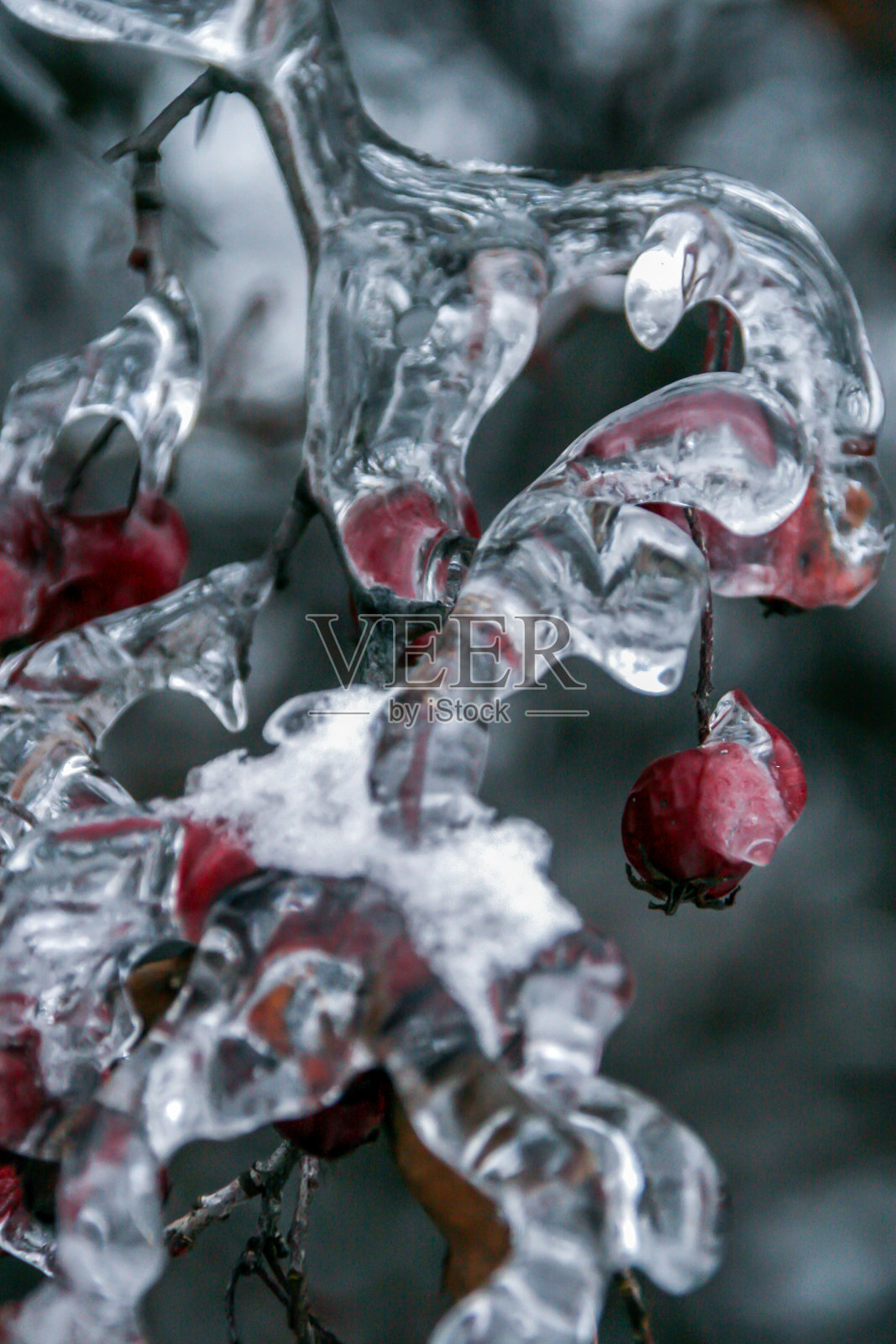 结满冰的树枝上的红色浆果。俄罗斯冬季的植物。照片摄影图片