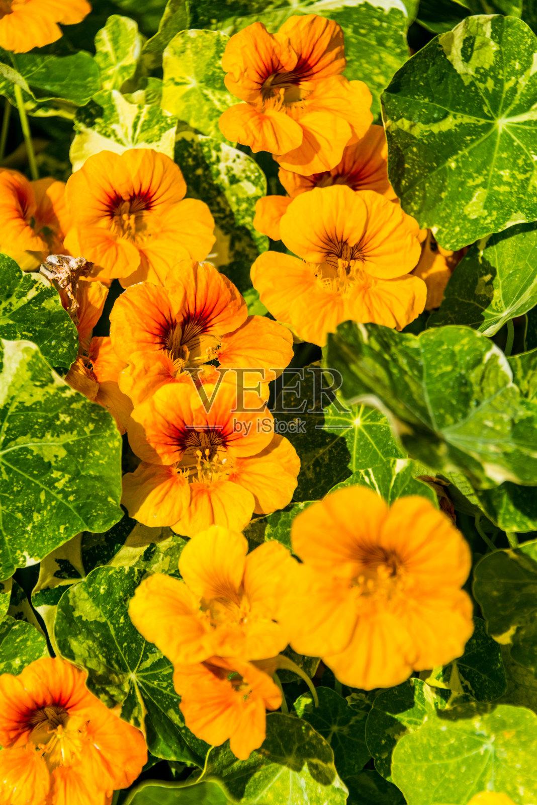 花园旱金莲照片摄影图片