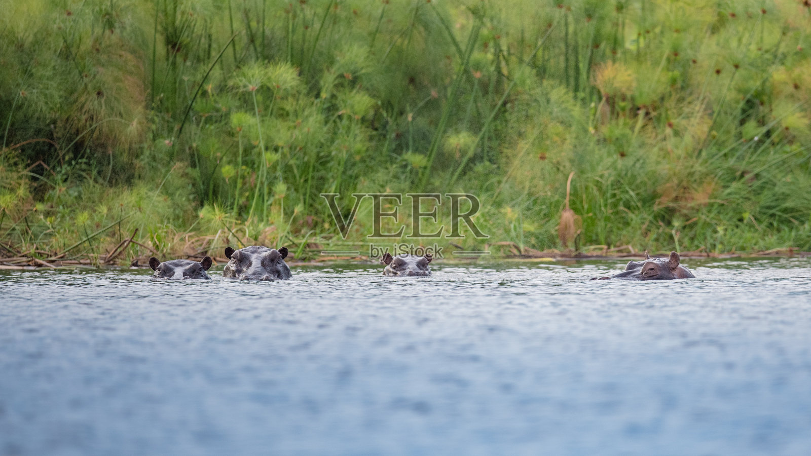 奥卡万戈三角洲的河马照片摄影图片