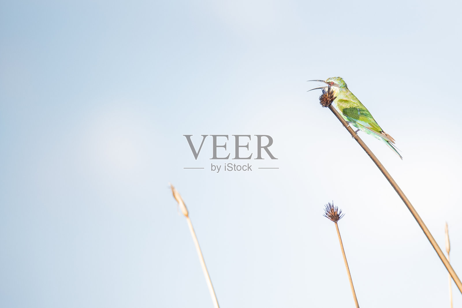 蓝颊食豆人照片摄影图片