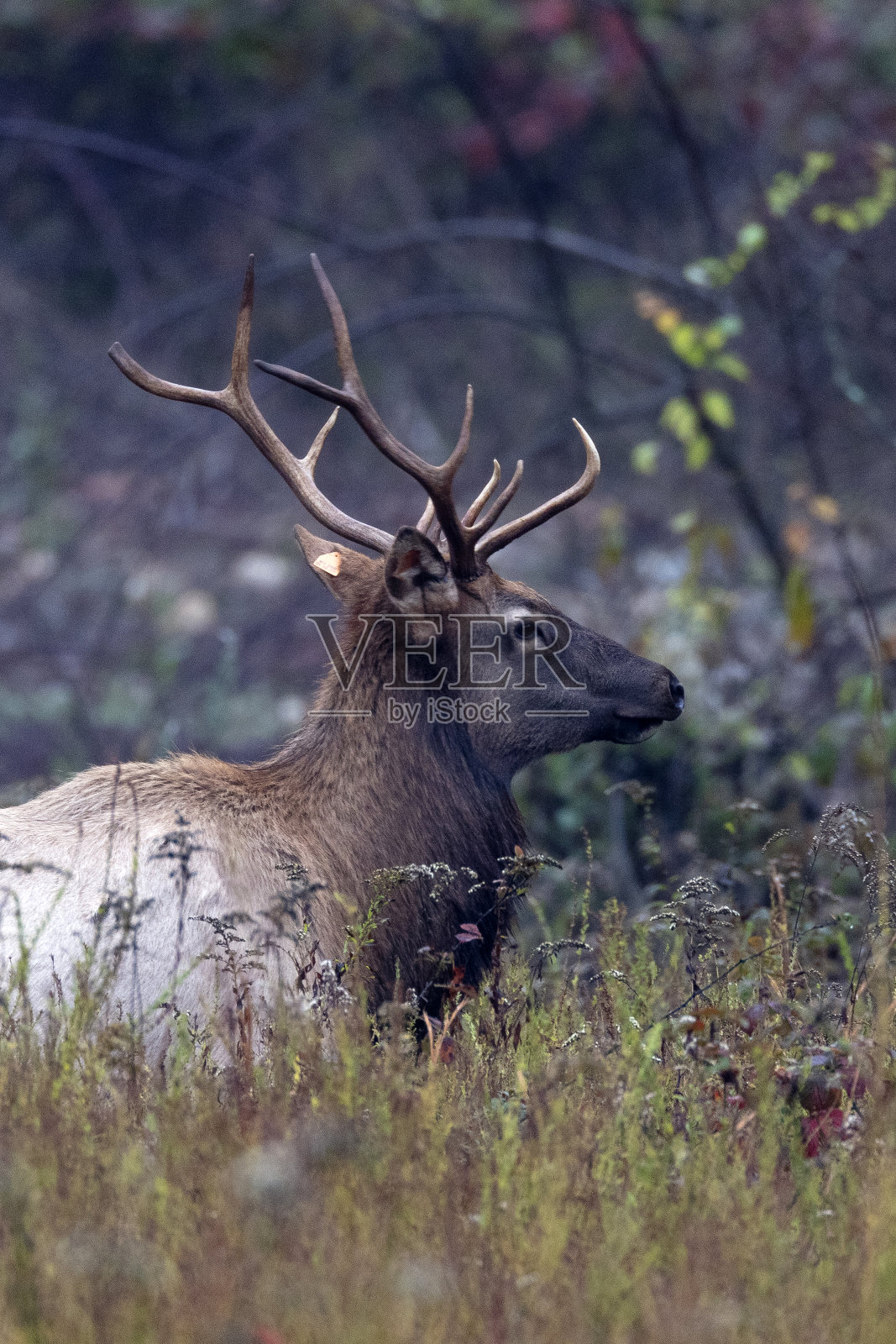公牛每个照片摄影图片