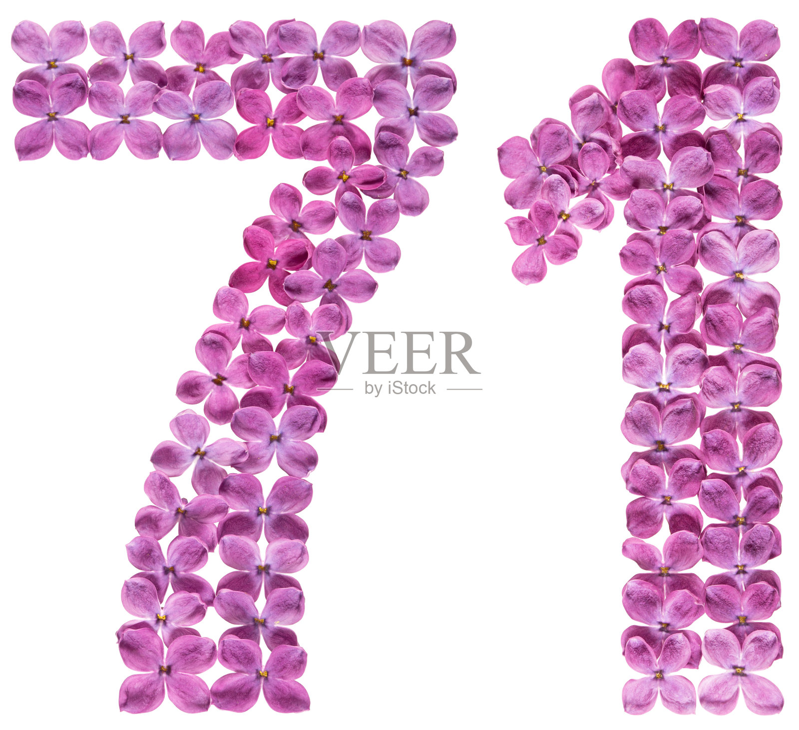阿拉伯数字71,71，来自丁香花，孤立在白色背景上照片摄影图片