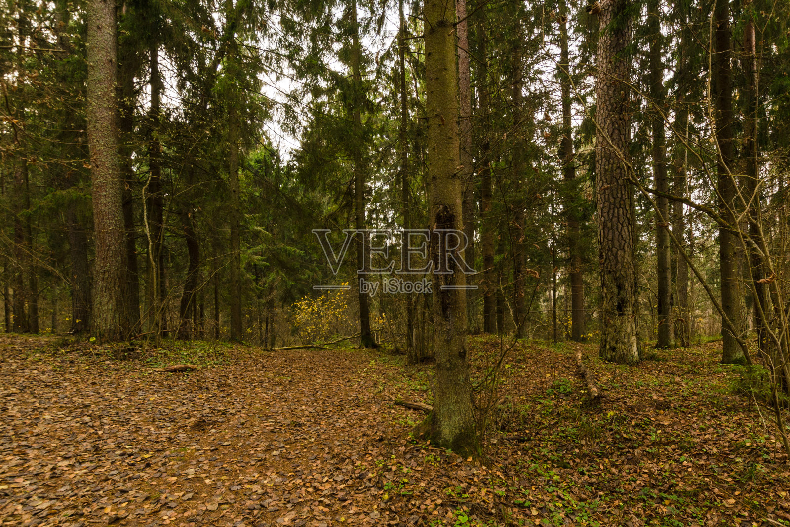 秋天森林里的小路。森林路走向远方照片摄影图片