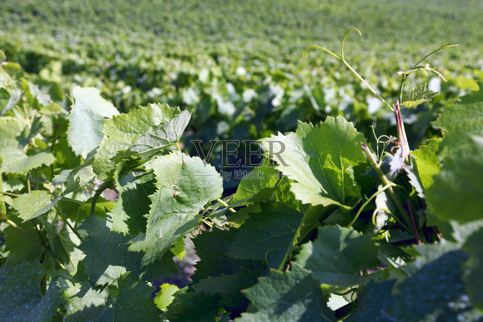 葡萄园照片摄影图片