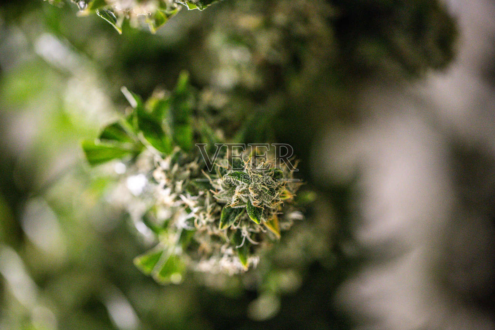 室内商业大麻种植和收获照片摄影图片