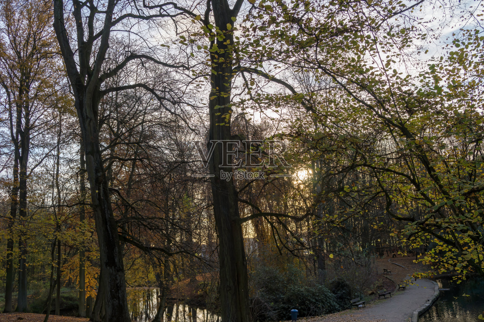 风景优美的小径在公园和阳光透过树木的特写照片摄影图片