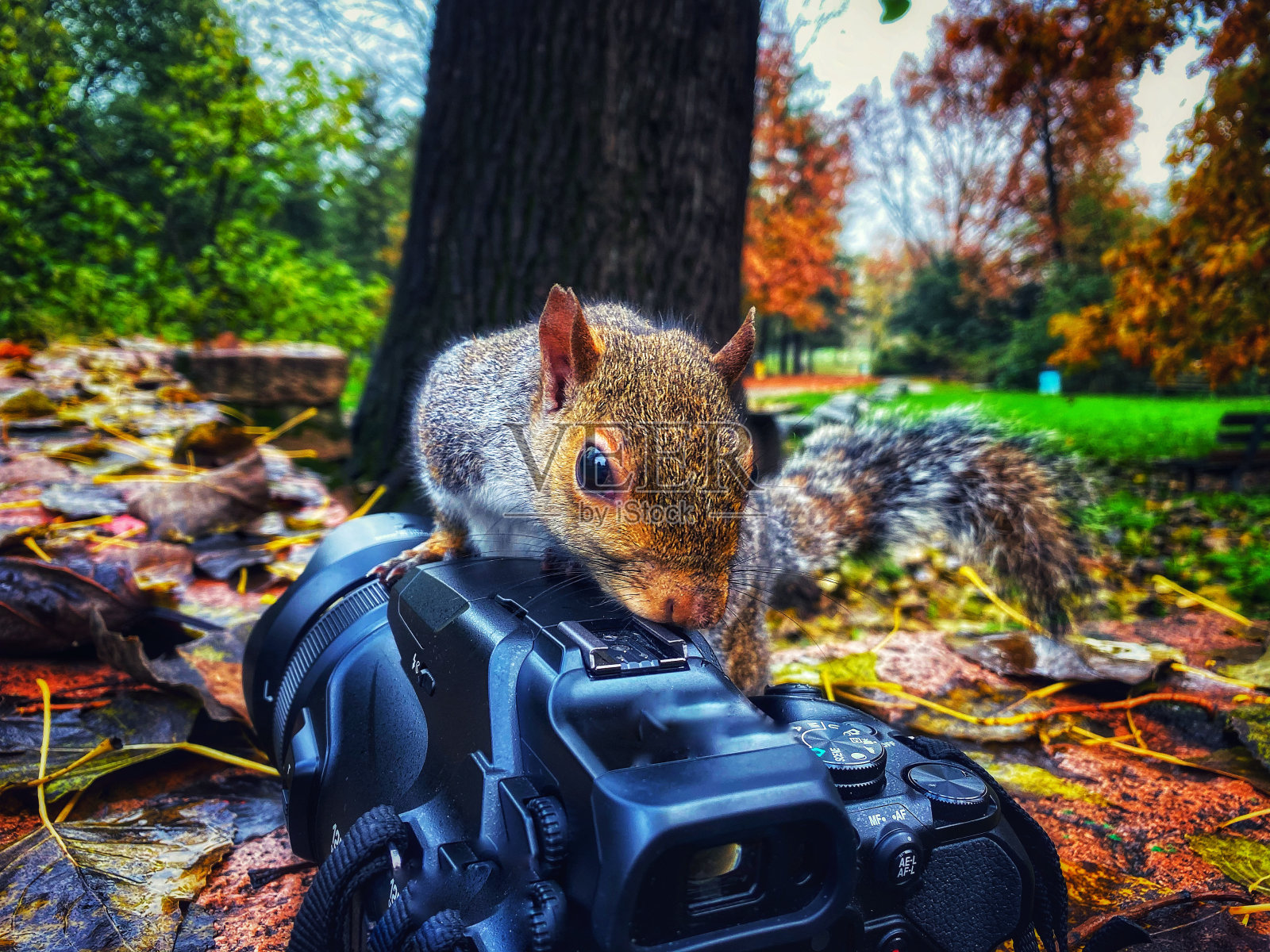 好奇的松鼠照片摄影图片