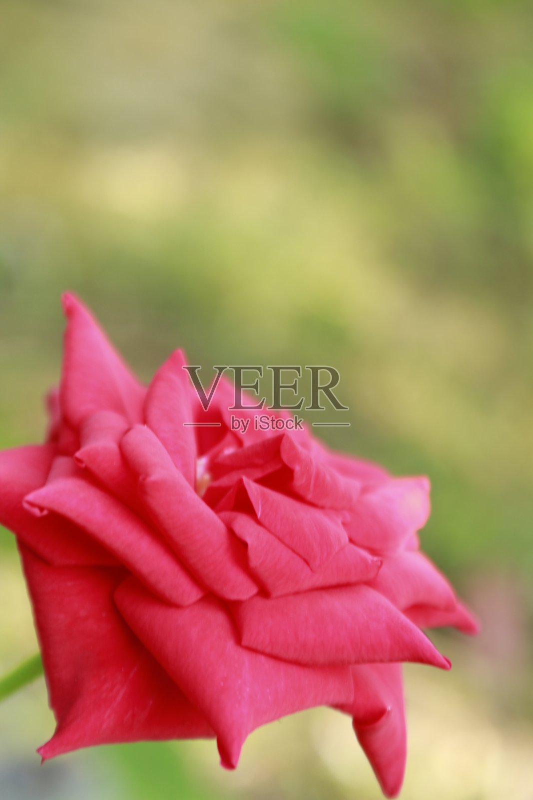 完全开放美丽的玫瑰在花园里，大自然，朵朵鲜花艺术设计。照片摄影图片