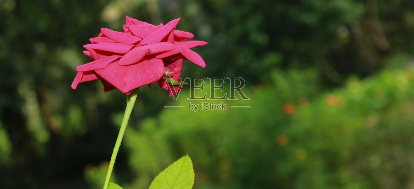 完全开放美丽的玫瑰在花园里，大自然，朵朵鲜花艺术设计。照片摄影图片