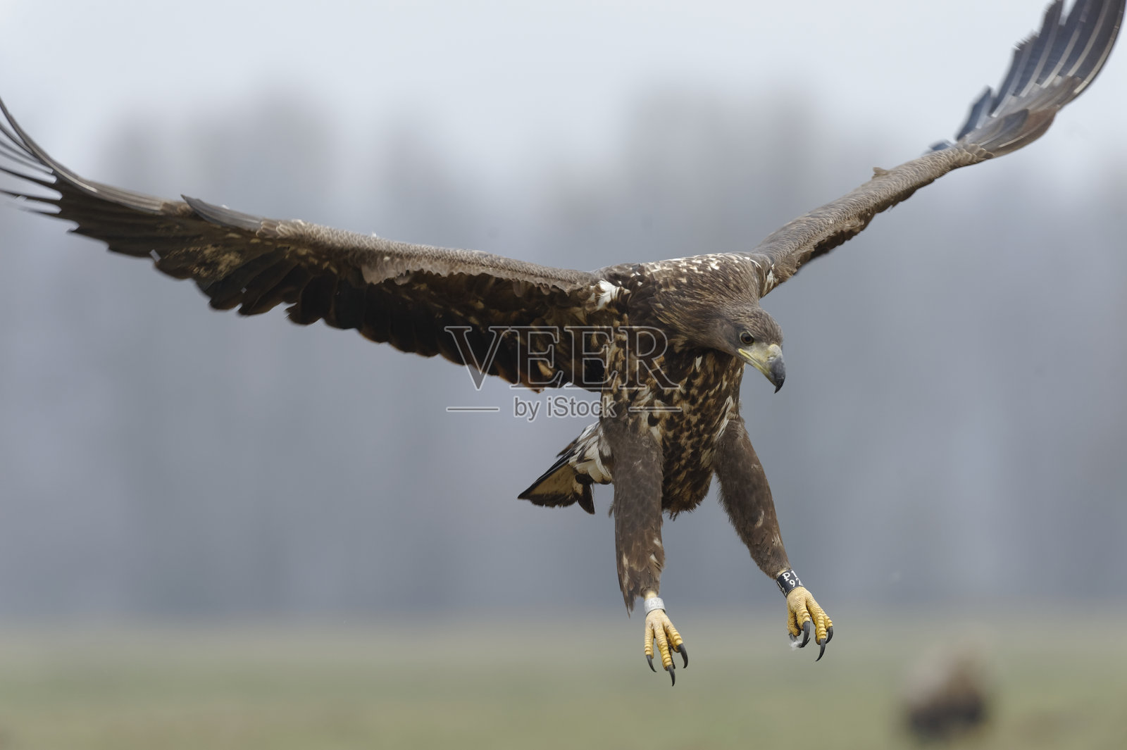 白尾鹰照片摄影图片