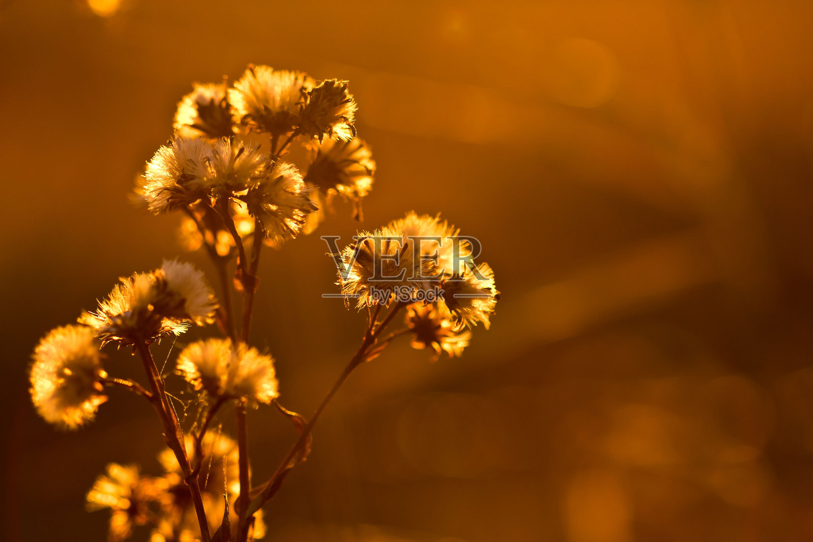 在早晨的阳光下，花香扑扑照片摄影图片