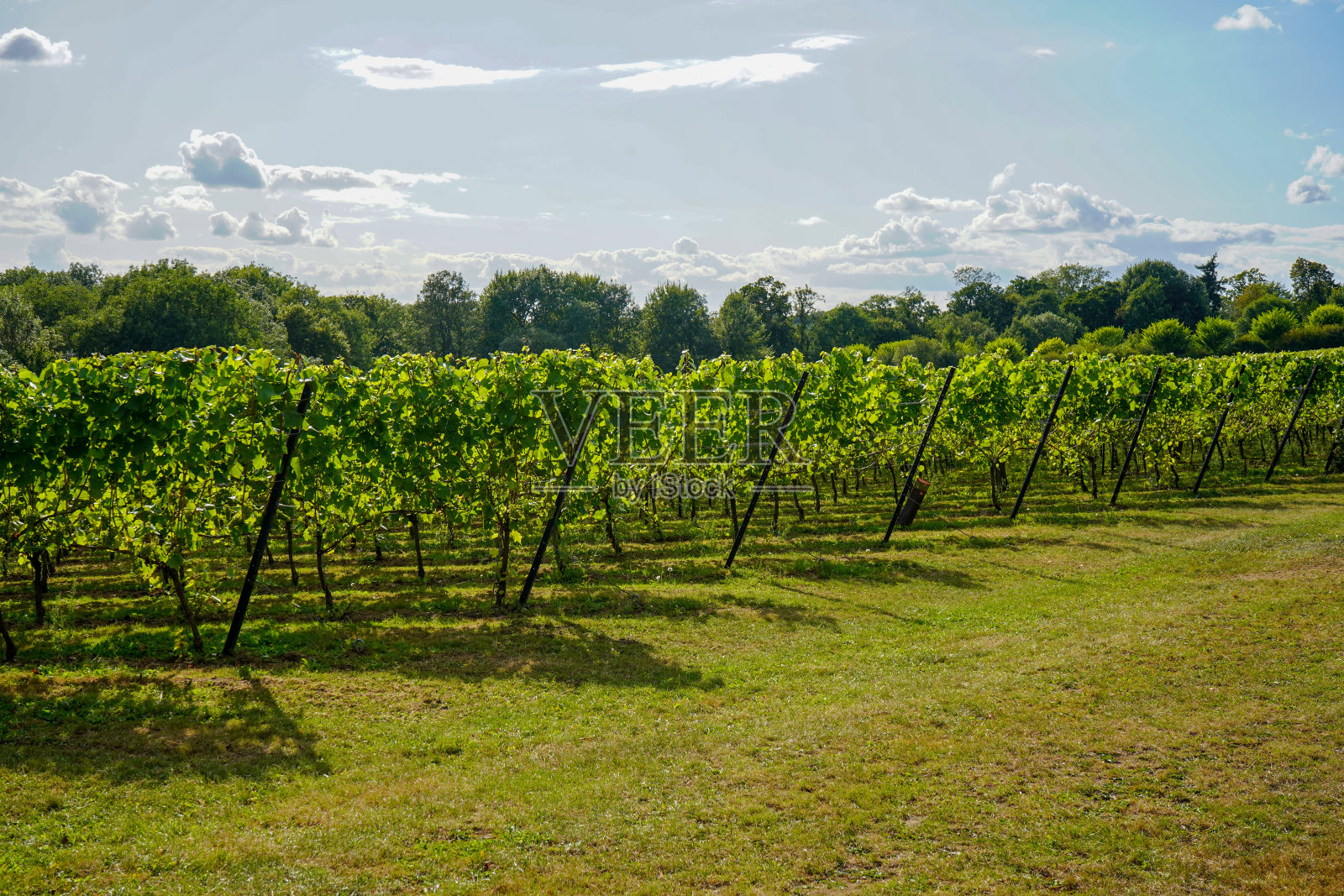 夏日碧绿的葡萄园照片摄影图片