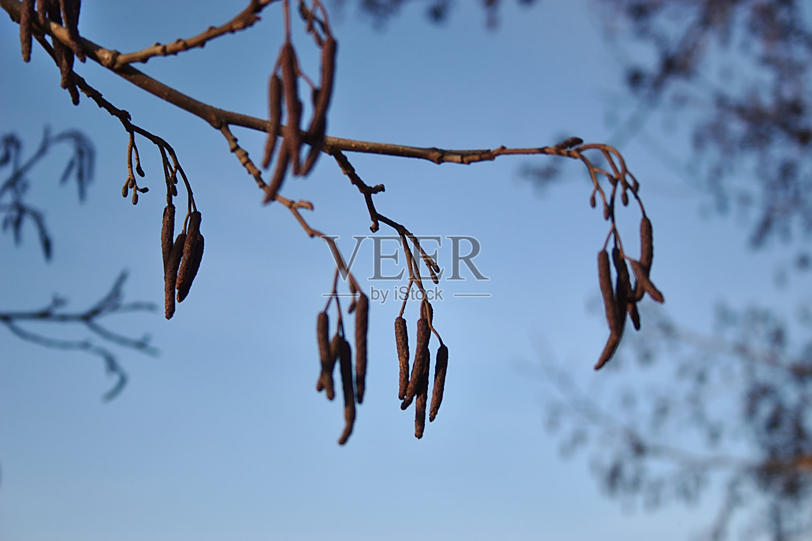 树枝映衬着蓝色霜冻的秋天天空照片摄影图片